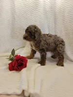 Maverick, a male Whoodle for sale in Odon, IN – 5 of 7