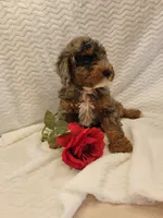 Maverick, a male Whoodle for sale in Odon, IN – 2 of 7