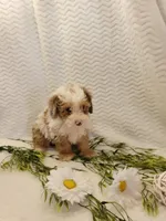 Mason, a male Whoodle for sale in Odon, IN – 9 of 9