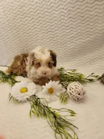 Mason, a male Whoodle for sale in Odon, IN – 7 of 9