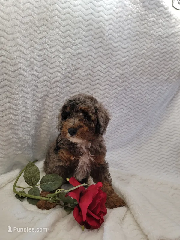 Maverick – Whoodle puppy for sale in Odon, IN