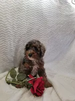 Maverick, a male Whoodle for sale in Odon, IN – 1 of 7