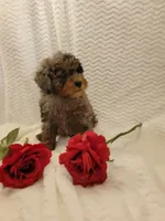 Milo, a male Whoodle for sale in Odon, IN – 5 of 5