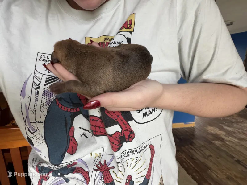 N/A – American Pit Bull Terrier puppy for sale in Nashville, MI