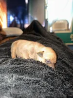 N/A, a female American Pit Bull Terrier for sale in Nashville, MI – 2 of 3