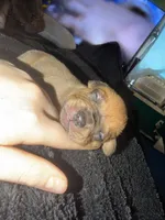 N/A, a female American Pit Bull Terrier for sale in Nashville, MI – 3 of 3