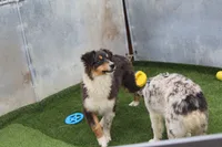 Dudly - Aka Studly!, a male Australian Shepherd for sale in Cheyenne, WY – 2 of 6