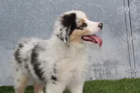 Carlos, a male Australian Shepherd for sale in Cheyenne, WY – 4 of 6