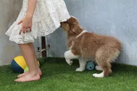 Rosie, a female Australian Shepherd for sale in Cheyenne, WY – 8 of 8
