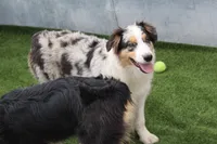 Delilah, a female Australian Shepherd for sale in Cheyenne, WY – 3 of 6