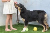 Dexter, a male Australian Shepherd for sale in Cheyenne, WY – 2 of 10