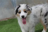 Carlos, a male Australian Shepherd for sale in Cheyenne, WY – 2 of 6