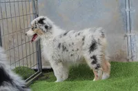 Carlos, a male Australian Shepherd for sale in Cheyenne, WY – 6 of 6