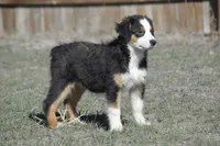 Cobra, a male Miniature Australian Shepherd for sale in Cheyenne, WY – Photo 5 of 5
