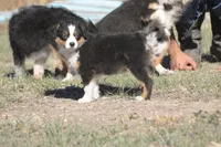 Cobra, a male Miniature Australian Shepherd for sale in Cheyenne, WY – Photo 2 of 5