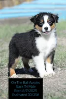 Cobra, a male Miniature Australian Shepherd for sale in Cheyenne, WY – Photo 1 of 5