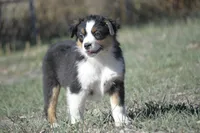 Cobra, a male Miniature Australian Shepherd for sale in Cheyenne, WY – Photo 3 of 5