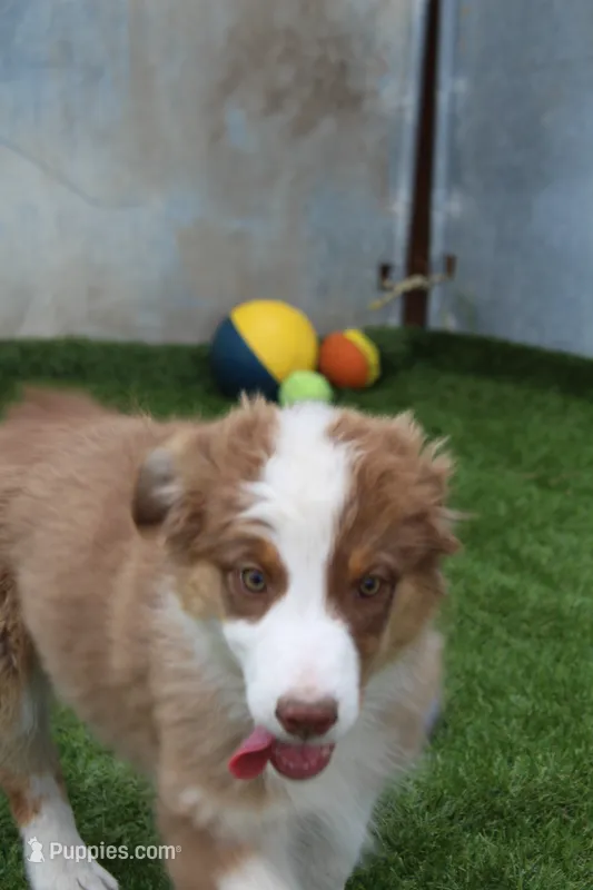 Rosie – Australian Shepherd puppy for sale in Cheyenne, WY