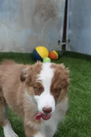 Rosie, a female Australian Shepherd for sale in Cheyenne, WY – 1 of 8