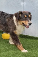 Dudly - Aka Studly!, a male Australian Shepherd for sale in Cheyenne, WY – 3 of 6