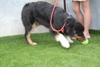 Dexter, a male Australian Shepherd for sale in Cheyenne, WY – 5 of 10