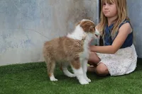 Rosie, a female Australian Shepherd for sale in Cheyenne, WY – 4 of 8