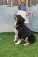 Dexter, a male Australian Shepherd for sale in Cheyenne, WY – 4 of 10