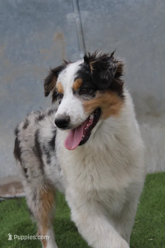 Delilah – Australian Shepherd puppy for sale in Cheyenne, WY