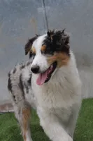 Delilah, a female Australian Shepherd for sale in Cheyenne, WY – 1 of 6