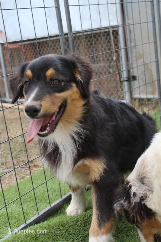 Dexter – Australian Shepherd puppy for sale in Cheyenne, WY