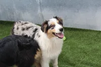 Delilah, a female Australian Shepherd for sale in Cheyenne, WY – 4 of 6
