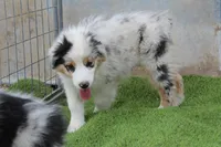 Carlos, a male Australian Shepherd for sale in Cheyenne, WY – 5 of 6