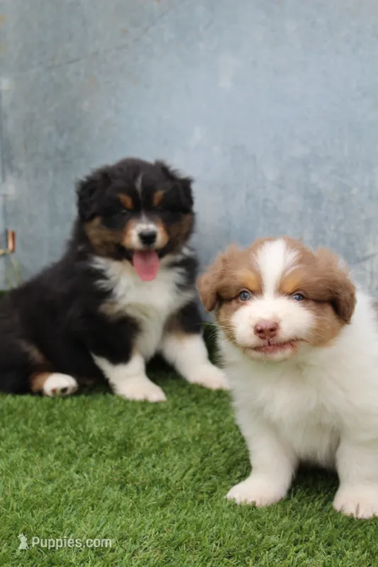Chad – Australian Shepherd puppy for sale in Cheyenne, WY