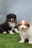 Chad, a male Australian Shepherd for sale in Cheyenne, WY – 1 of 6