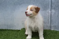 Niles, a male Australian Shepherd for sale in Cheyenne, WY – 8 of 10