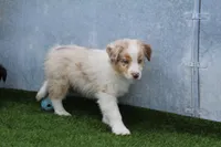 Niles, a male Australian Shepherd for sale in Cheyenne, WY – 5 of 10