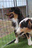 Dexter, a male Australian Shepherd for sale in Cheyenne, WY – 10 of 10