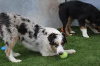 Delilah, a female Australian Shepherd for sale in Cheyenne, WY – 6 of 6