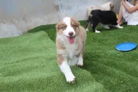 Rosie, a female Australian Shepherd for sale in Cheyenne, WY – 6 of 8