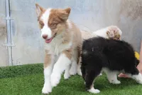Rosie, a female Australian Shepherd for sale in Cheyenne, WY – 7 of 8