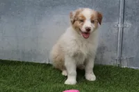 Niles, a male Australian Shepherd for sale in Cheyenne, WY – 7 of 10