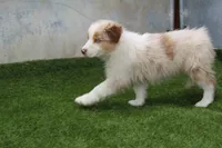 Niles, a male Australian Shepherd for sale in Cheyenne, WY – 10 of 10