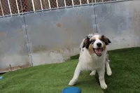 Delilah, a female Australian Shepherd for sale in Cheyenne, WY – 2 of 6