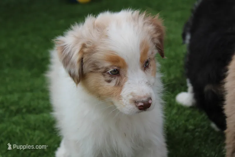 Niles – Australian Shepherd puppy for sale in Cheyenne, WY