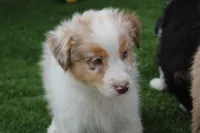 Niles, a male Australian Shepherd for sale in Cheyenne, WY – 1 of 10