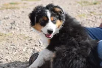 Sage, a male Miniature Australian Shepherd for sale in Cheyenne, WY – Photo 1 of 3