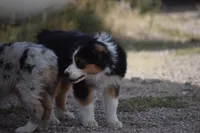Sage, a male Miniature Australian Shepherd for sale in Cheyenne, WY – Photo 3 of 3