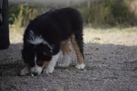 Sage, a male Miniature Australian Shepherd for sale in Cheyenne, WY – Photo 2 of 3