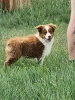 Hank - Great for show or pet, a male Australian Shepherd for sale in Cheyenne, WY – Photo 2 of 8