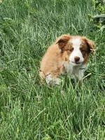 Hank - Great for show or pet, a male Australian Shepherd for sale in Cheyenne, WY – Photo 4 of 8